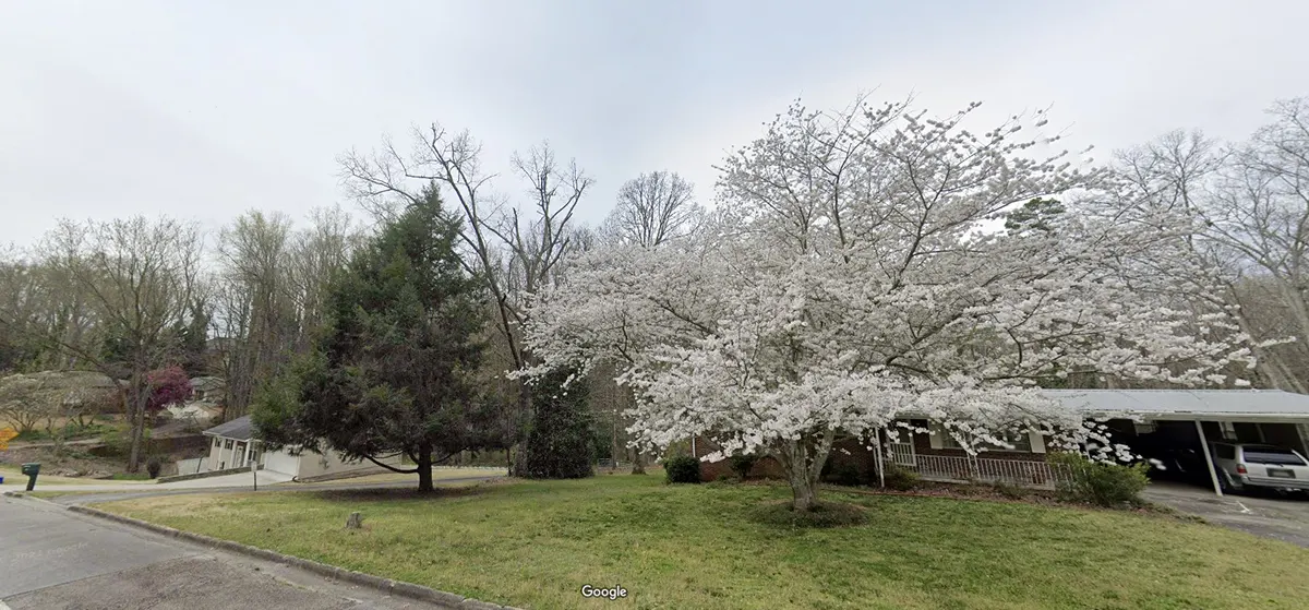 View of Dogwood Tree in Hall County, Georgia | Zap Cooling and Heating