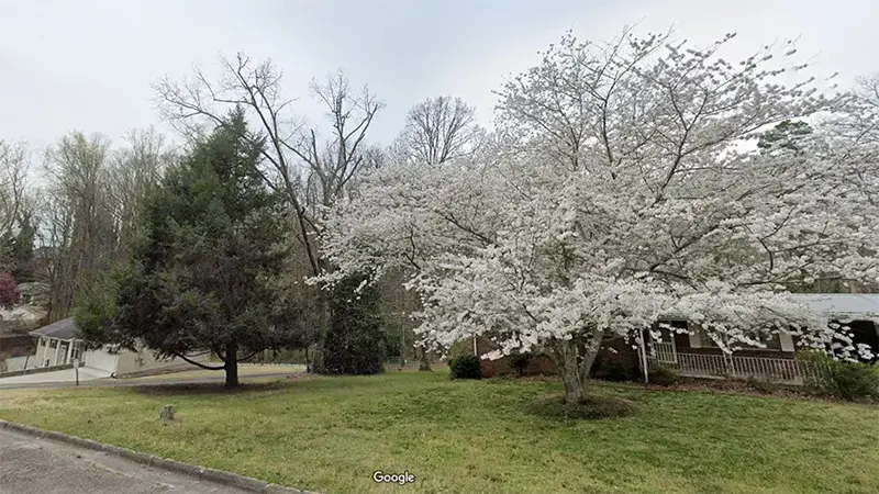 View of Dogwood Tree in Hall County, Georgia | Zap Cooling and Heating
